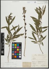 Foto von Salix purpurea L. x Salix viminalis L.